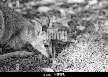 In Australien natuarl Park in der Nähe von Kangaroo in der Nähe von Bush Stockfoto