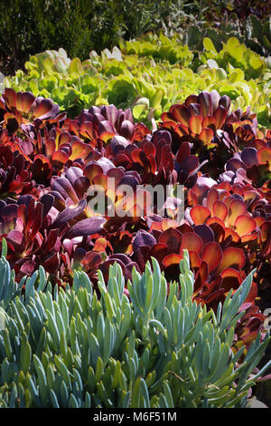 Reihen von bunten sukkulenten Pflanzen in einem Garten Shop, wo Sie für ornamentale Bepflanzung für dürreresistente Gartenarbeit verkauft werden; xeriscape. Stockfoto