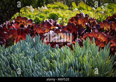 Reihen von bunten sukkulenten Pflanzen in einem Garten Shop, wo Sie für ornamentale Bepflanzung für dürreresistente Gartenarbeit verkauft werden; xeriscape. Stockfoto