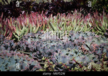 Reihen von bunten sukkulenten Pflanzen in einem Garten Shop, wo Sie für ornamentale Bepflanzung für dürreresistente Gartenarbeit verkauft werden; xeriscape. Stockfoto