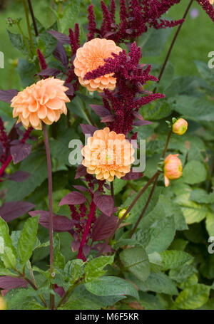 Amaranthus und Blüten Dahlie 'Apricot Juwel" in einem staudenbeet wächst. Stockfoto