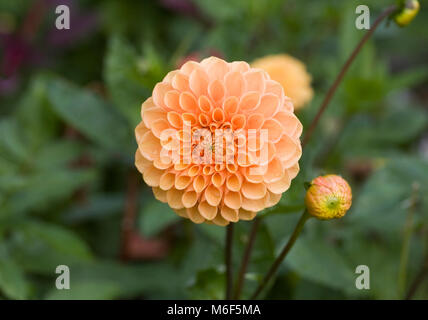 Blüten Dahlie 'Apricot Juwel" im Spätsommer. Stockfoto