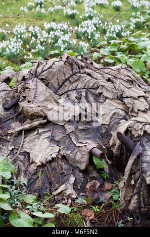 Gunnera manicata im Winter. Stockfoto