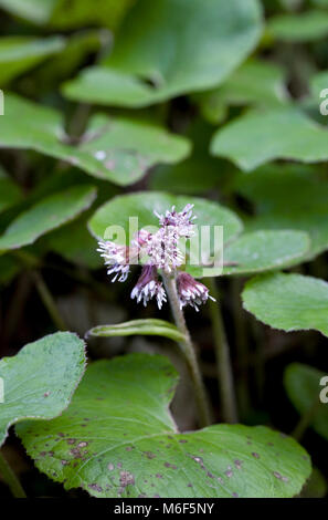 Petasites fragrans Blumen im Winter. Stockfoto