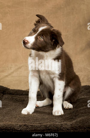 Neun Wochen alten Border Collie Welpen Stockfoto