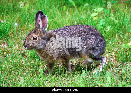 Ein schneeschuh Hase stehend auf alle Beine hopping. Stockfoto