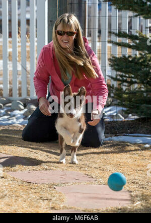 Frau spielte mit ihren neun Wochen alten Border Collie Welpen; laufender außerhalb Stockfoto