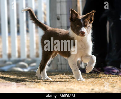 Frau spielte mit ihren neun Wochen alten Border Collie Welpen; laufender außerhalb Stockfoto