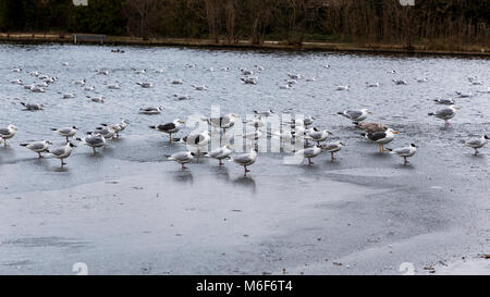 Eine große Anzahl von Möwen auf dem Acker Grube, Warrington, Cheshire. Einige sind das auf dem Wasser, während andere stehen auf der gefrorenen Oberfläche Stockfoto