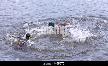 Tow drakes Kampf um eine Henne im Wasser auf dem Acker Grube, Warrington Stockfoto