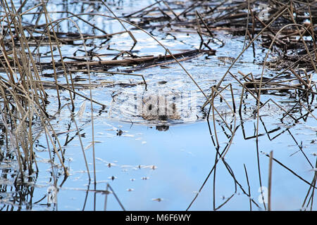 Eine bisamratte Schwimmen entlang in einem Teich. Stockfoto