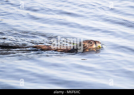 Eine bisamratte Schwimmen entlang in einem Teich. Stockfoto