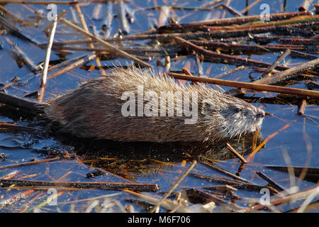 Eine junge Bisamratte sitzt noch im flachen Wasser. Stockfoto