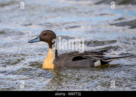 Ein Norhtern Pintail Duck (Anas acuta) an der Sacramento Colusa National Wildlife Refuge in das Zentrale Tal von Nord Kalifornien Stockfoto