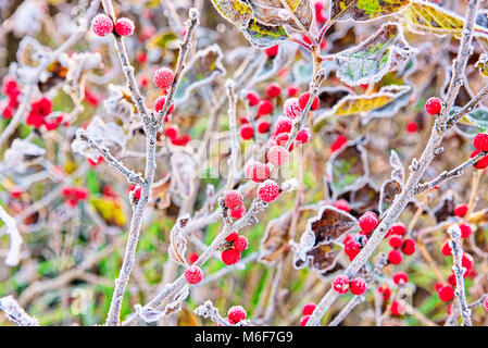 Makro Nahaufnahme von roten Beeren im Winter mit Laub im Herbst zeigen Details, Texturen und Muster mit Frost Schnee Sonnenaufgang Sonnenaufgang bokeh Hintergrund in Wir Stockfoto