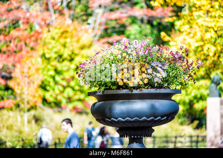 Manhattan NYC Central Park New York City mit Nahaufnahme von Blumen im Topf Dekoration im Herbst Herbst Jahreszeit mit gelb leuchtenden gesättigten Laub Bäume Stockfoto
