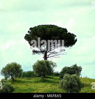 Isolierte Baum im Olivenhain Stockfoto