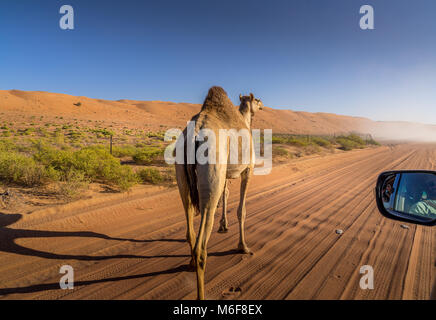 Ein Kamel aufwachen frei im Wadi sand in Oman. Stockfoto