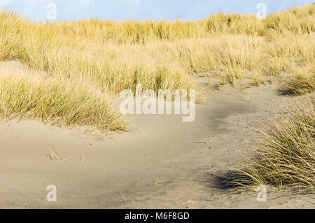 Strand Gräser gepflanzt auf Dünen zu helfen Erosion bei Bob Straub State Park, Oregon Steuerung Stockfoto