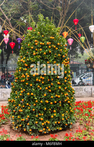 Eine glückliche kumquat Baum in einem Garten in Hanoi, Vietnam das chinesische Neujahr zu feiern. Stockfoto