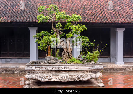 Sehr alte Bonsai Baum im Garten in den Tempel der Literatur in Hanoi, Vietnam Stockfoto