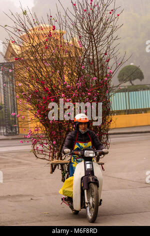 Ein Mann trägt einen großen Peach Blossom auf der Rückseite seines Scooter in Hanoi, Vietnam Stockfoto