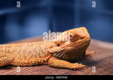 Große Reptilien - bartagamen Sitzen auf einem Holztisch und schauen in die Kamera mit Wachsamkeit. Beste Portrait von Bartagamen oder Pogona Reptil Stockfoto