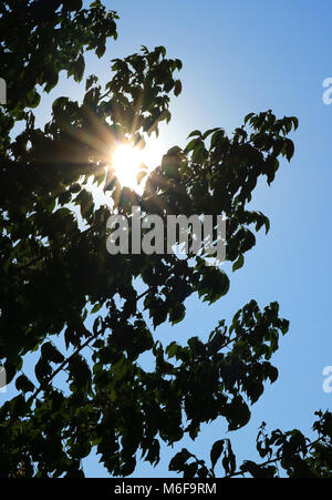 Silhouette der Baum Blätter gegen strahlende Sonne und blauer Himmel, vertikale Foto Stockfoto