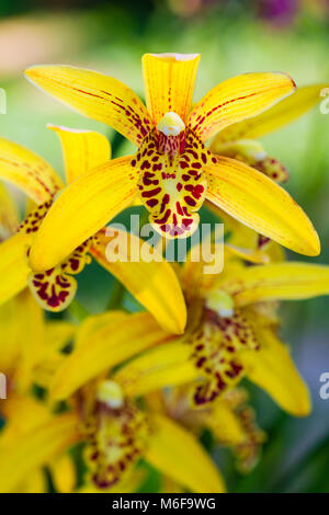 Cymbidium Chen's Ruby, gelbe Orchidee Cymbidium Nahaufnahme. Zucht von Orchideen im Garten. Stockfoto