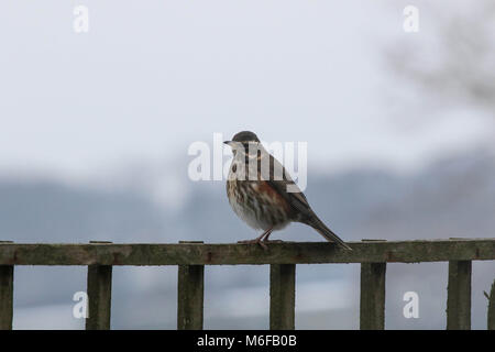 Lurgan, Nordirland. 03. März 2018. UK Wetter - trotz des langsamen Auftauen im Gange, der Druck wächst auf die Tierwelt mit so viel Schnee auf dem Boden. Vögel wie diese redwing sind riskieren in heimischen Gärten auf der Suche nach Essen, um zu überleben. Credit: David Hunter/Alamy Leben Nachrichten. Stockfoto