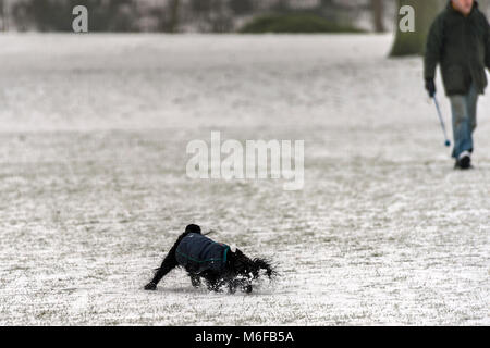 Melton Mowbray 3. März 2018: Blizzards Teig Großbritannien extreme Schnee viele Teile der britischen lone Runner, Hund Walker, Vater und Sohn, Rodeln, Enten, Möwen und rabenvögel Kampf um Schürfwunden von Essen. Pferde Schutz unter Bäumen St Mary's church in Nebel eingefrorene Teiche und Flüsse wie Fasan, Spaziergänge Landstraße. Clifford Norton Alamy Leben Nachrichten. Stockfoto