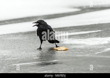 Melton Mowbray 3. März 2018: Blizzards Teig Großbritannien extreme Schnee viele Teile der britischen lone Runner, Hund Walker, Vater und Sohn, Rodeln, Enten, Möwen und rabenvögel Kampf um Schürfwunden von Essen. Pferde Schutz unter Bäumen St Mary's church in Nebel eingefrorene Teiche und Flüsse wie Fasan, Spaziergänge Landstraße. Clifford Norton Alamy Leben Nachrichten. Stockfoto