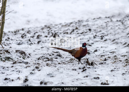 Melton Mowbray 3. März 2018: Blizzards Teig Großbritannien extreme Schnee viele Teile der britischen lone Runner, Hund Walker, Vater und Sohn, Rodeln, Enten, Möwen und rabenvögel Kampf um Schürfwunden von Essen. Pferde Schutz unter Bäumen St Mary's church in Nebel eingefrorene Teiche und Flüsse wie Fasan, Spaziergänge Landstraße. Clifford Norton Alamy Leben Nachrichten. Stockfoto