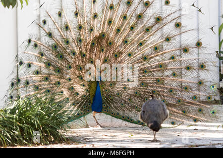 03. März 2018 - Coconut Grove, Flordia, USA: ein Pfau setzt auf eine Anzeige für eine Weitergabe Peahen während der Paarungszeit in einem Wohnviertel Stockfoto