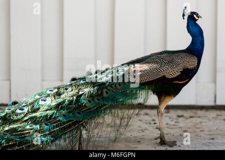 03. März 2018 - Coconut Grove, Flordia, USA: ein Pfau und seine Bahn in einer Wohnstraße Stockfoto