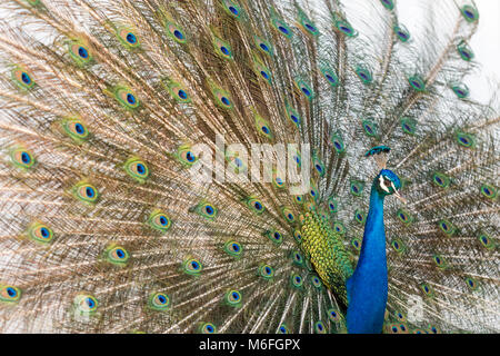 03. März 2018 - Coconut Grove, Flordia, USA: ein Pfau setzt auf eine Anzeige für eine Weitergabe Peahen während der Paarungszeit in einem Wohnviertel Stockfoto