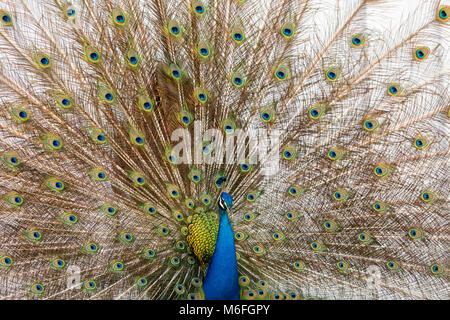 03. März 2018 - Coconut Grove, Flordia, USA: ein Pfau setzt auf eine Anzeige für eine Weitergabe Peahen während der Paarungszeit in einem Wohnviertel Stockfoto