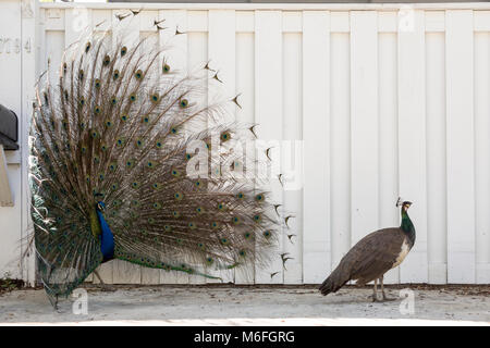 03. März 2018 - Coconut Grove, Flordia, USA: ein Pfau setzt auf eine Anzeige für eine Weitergabe Peahen während der Paarungszeit in einem Wohnviertel Stockfoto