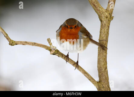 Robin starrt in die Linse, wie der Schnee und Kälte in Peterborough, Cambridgeshire. Schnee, Peterborough, am 3. März 2018. Stockfoto