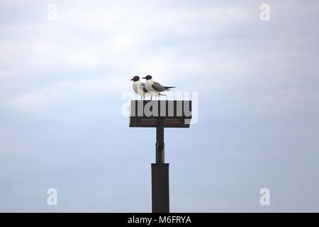 Ein paar lachende Möwen (atricilla Leucophaeus) auf einem Außen-Leuchte. Stockfoto