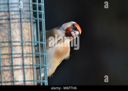 Stieglitz (Carduelis carduelis) Besuch einer Bird Feeder und essen Samen, Gloucestershire, UK, November. Stockfoto