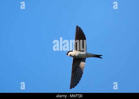 Haus Martin (Delichon urbicum) flying Overhead mit Beute in seinem Schnabel ihre Küken zu füttern, Lacock, Wiltshire, UK, Juni. Stockfoto