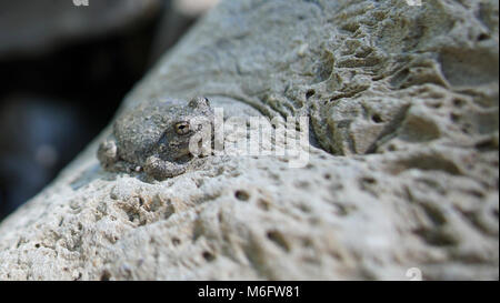 Aquatische Herpetofauna langfristige Überwachung. Ein Kalifornien Laubfrosch (Hyla Cadaverina) während auf einem langfristigen Monitoring transect beschmutzt. Forscher sind das Monitoring 46 Websites in das Naherholungsgebiet der Status zu ermitteln und langfristigen Trends in der Verteilung und relative Häufigkeit von aquatische Amphibien. Sie möchten auch Umwelt- und physischen Merkmale, die amphibienpopulationen in den Santa Monica Mountains beeinflussen können, zu bestimmen. Die Durchlässigkeit von Amphibien" Haut und lange Lebensdauer (mehr als 10 Jahren in einigen Arten) macht sie besonders anfällig für kumulative Änderungen in der Luft ein Stockfoto