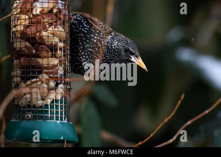 Eine Nahaufnahme von einem einzigen Starling gegriffen zu einem Garten des Schrägförderers mit Brasilien Nüsse und Erdnüsse. Stockfoto