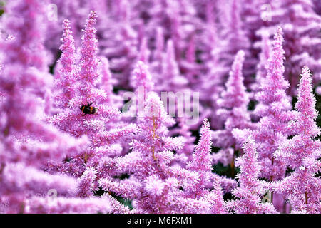 Schöne Büsche von Blumen Astilbe mit einem Flauschigen rosa Blütenrispen und eine Hummel auf der Blume Nahaufnahme, schönen Hintergrund Stockfoto