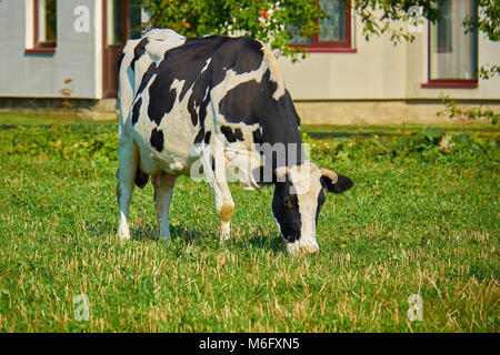 Schöne schwarze und weiße Kuh grasen im Sommer eine grüne Wiese. Nahaufnahme Stockfoto