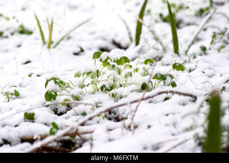 Frost und Schnee auf Pflanze im Winter Tag Stockfoto