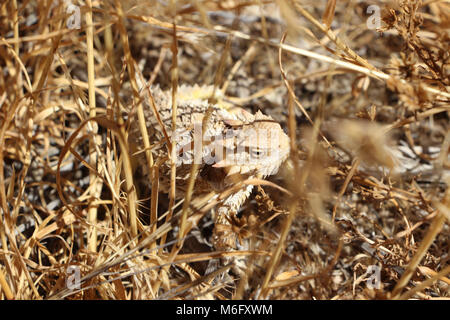 Blainville-sur-Mer der gehörnte Eidechse (Phrynosoma blainvillii). Stockfoto