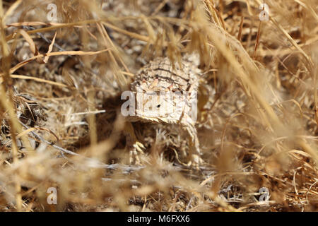 Blainville-sur-Mer der gehörnte Eidechse (Phrynosoma blainvillii). Stockfoto