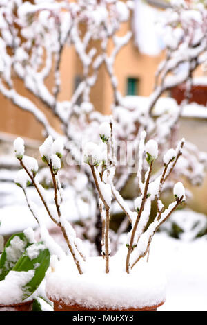 Frost und Schnee auf Pflanze im Winter Tag Stockfoto